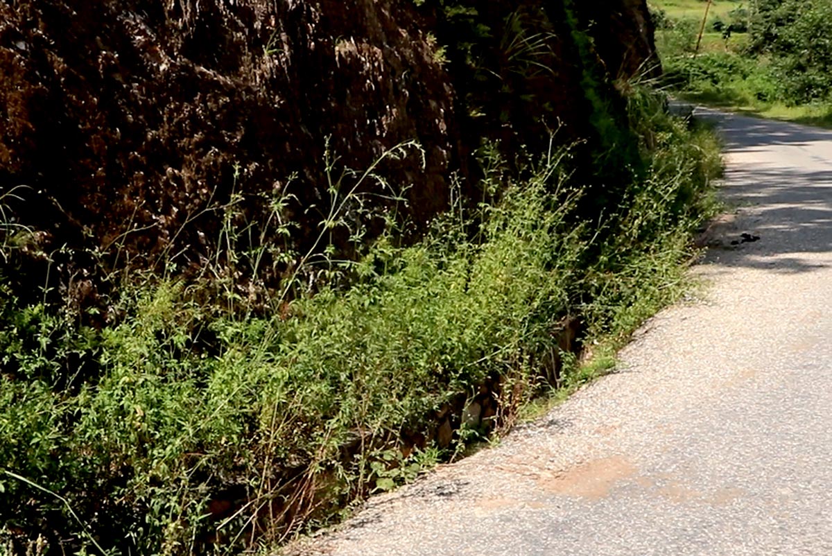 नालीमा पहिरो, सडकमा रुख–पलपलमा दुर्घटनाको जोखिम